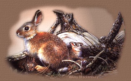 Bunny